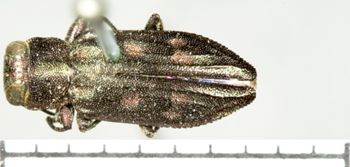 Media type: image;   Entomology 2686 Aspect: habitus dorsal view